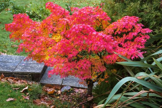 Autumnal colours  of an Acer tree in East Grinstead