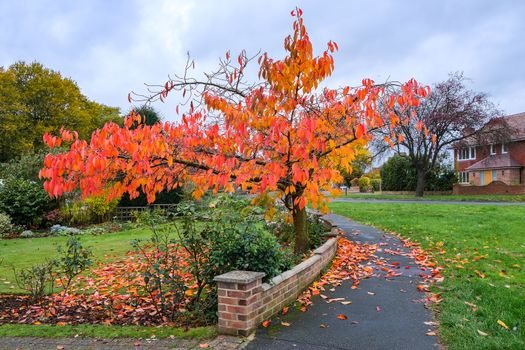 Bird Cherry (Prunus padus) tree in autumn in East Grinstead