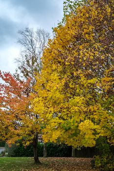 Autumnal colours  of a Maple tree in East Grinstead