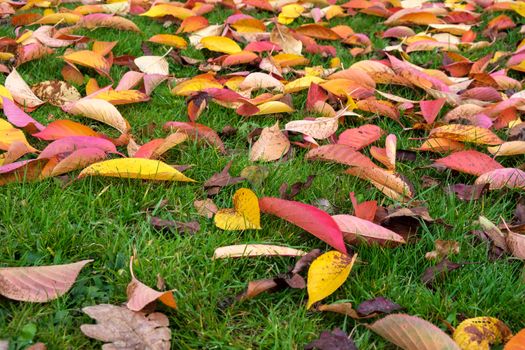 Bird Cherry (Prunus padus) tree leaves in autumn in East Grinstead