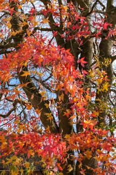 Autumnal colours of a Japanese Maple tree in East Grinstead