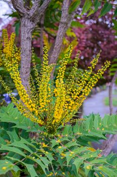 Mahonia x media Charity  flowering in autumn in East Grinstead