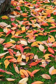 Bird Cherry (Prunus padus) tree leaves in autumn in East Grinstead