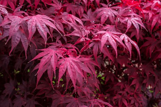 Autumnal colours  of an Acer tree in East Grinstead