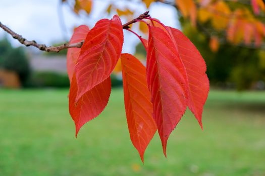 Bird Cherry (Prunus padus) tree leaves in autumn in East Grinstead