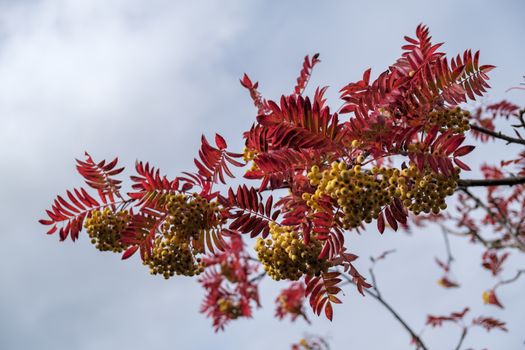 Rowan or Mountain Ash tree (Sorbus aucuparia)  Joseph Rock berries on a tree in East Grinstead