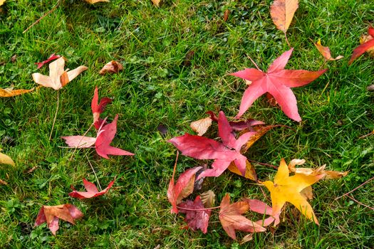 Autumnal fallen leaves of a Japanese Maple tree in East Grinstead