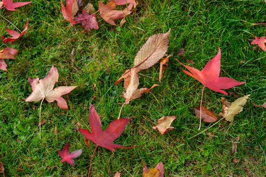 Autumnal fallen leaves of a Japanese Maple tree in East Grinstead