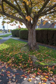 Bird Cherry (Prunus padus) tree in autumn in East Grinstead