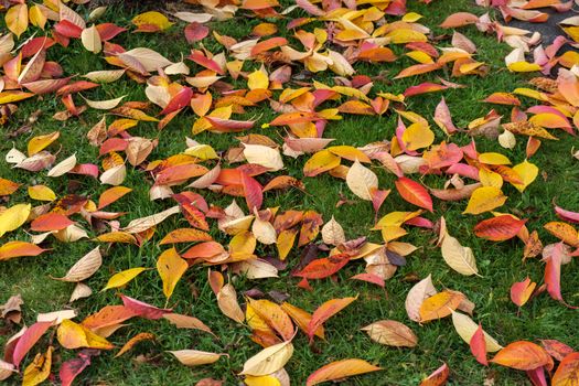 Bird Cherry (Prunus padus) tree leaves in autumn in East Grinstead