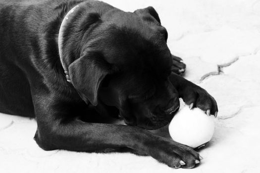 small black dog cane corso with ball. photo