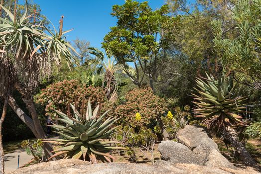 An indigenous garden at the Afrikaans Language Monument at Paarl in the Western Cape Province. Aloes are visible