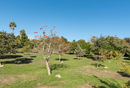 The arboretum at Majik Forest, a public park in Durbanville, in the Western Cape Province. Each tree is marked with its scientific and common names