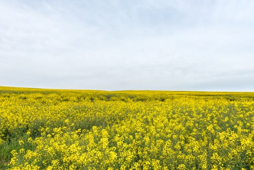 A canola field near Melkbosstrand in the Western Cape Province