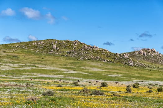 Ostriches between wild flowers at Postberg near Langebaan on the Atlantic Ocean coast of the Western Cape Province