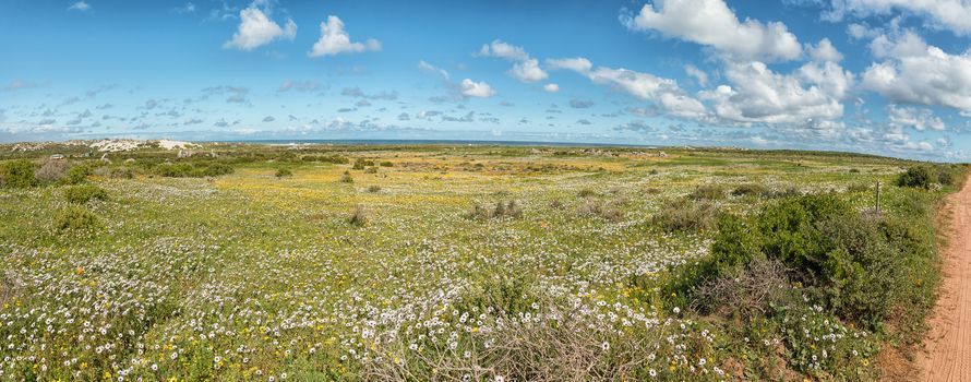 Wild flower panorama at Postberg near Langebaan on the Atlantic Ocean coast in the Western Cape Province of South Africa