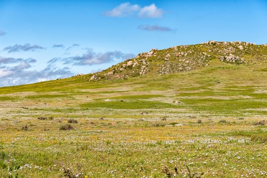 Bontebok between wild flowers at Postberg near Langebaan on the Atlantic Ocean coast of the Western Cape Province