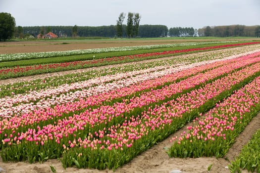 Colorful field of tulips in the Netherlands