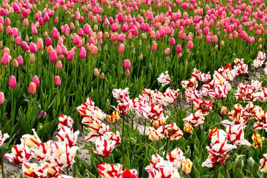 Colorful field of tulips in the Netherlands