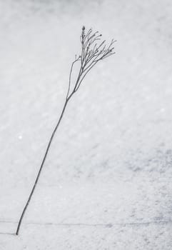 Seasonal Image Of A Plant Through Snow With Copy Space