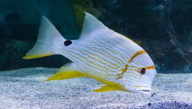 tropical white yellow striped fish with a black spot vibrant colorful big fish