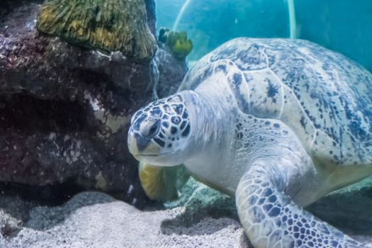 beautiful marine sea life portrait of a green or loggerhead turtle swimming in close up