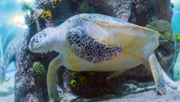 huge green or loggerhead turtle swimming in the ocean a marine sea life closeup animal portrait