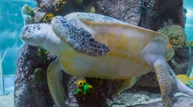 amazing and big green or loggerhead rare sea turtle swimming in the ocean a marine sea life animal close up portrait