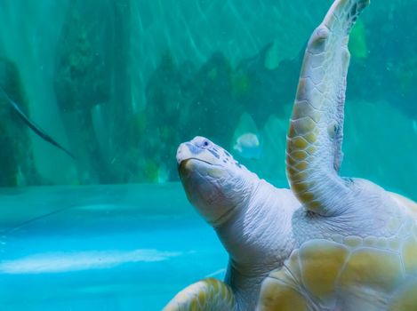 funny green or loggerhead turtle swimming by and saying hello with a angry expression on his face