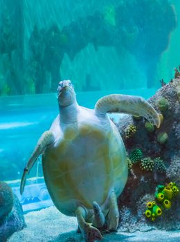 breathtaking beautiful green or loggerhead turtle showing of his bottom belly and swimming up a marine sea life animal portrait