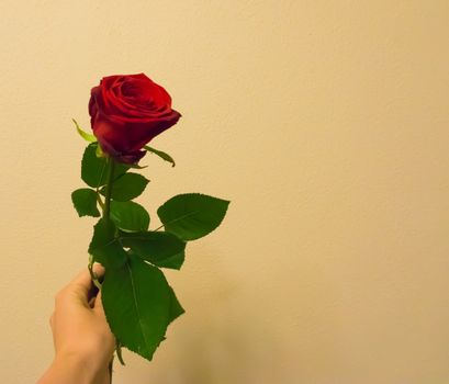 Valentines day a hand holding and giving a red rose with space to write what you want isolated on a colored and textured background