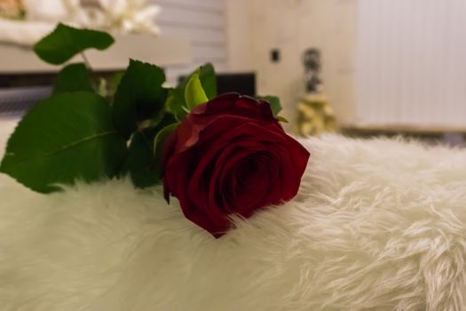 a red valentines day rose laying on a white carpet in a living room valentine surprise