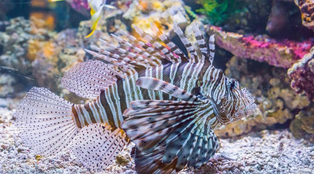 beautiful marine life portrait of a lionfish in closeup dangerous and poisonous tropical fish pet from the ocean