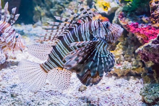 swimming lionfish a dangerous and venomous tropcial fish from the exotic ocean