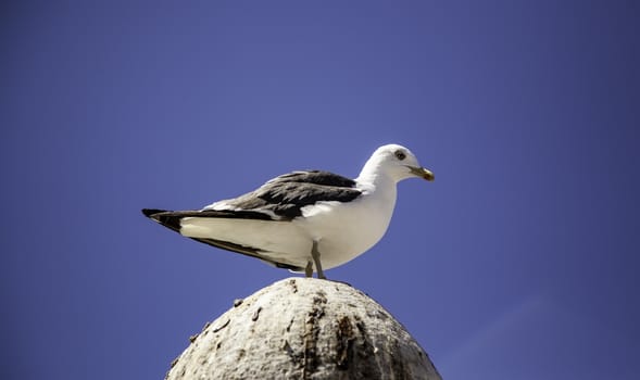 Seagull perched, detail of sea bird
