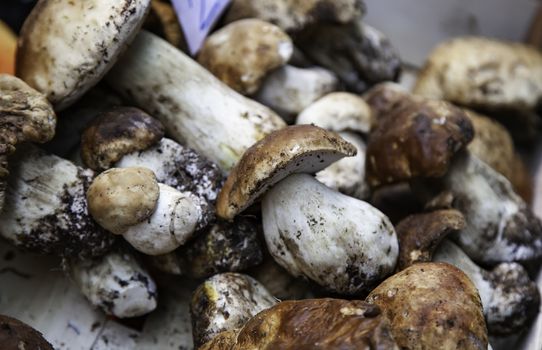 Mushrooms, detail of fresh mushrooms, delicious food