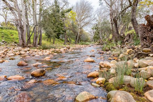 A view of the Eerste River in Stellenbosch in the Western Cape Province