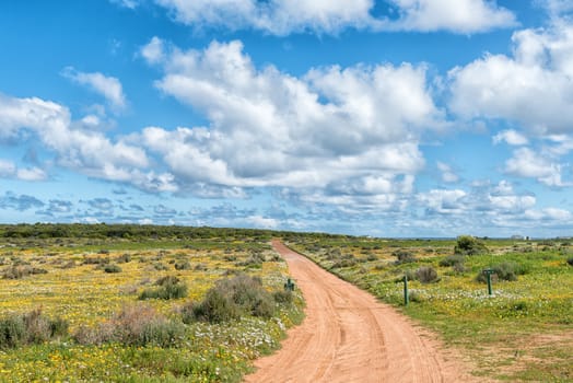 Wild flowers at Postberg near Langebaan on the Atlantic Ocean coast in the Western Cape Province of South Africa