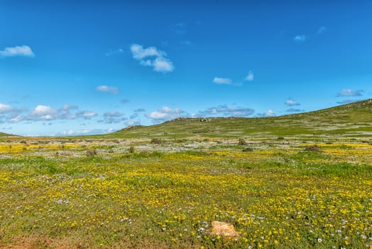 Ostriches between wild flowers at Postberg near Langebaan on the Atlantic Ocean coast of the Western Cape Province