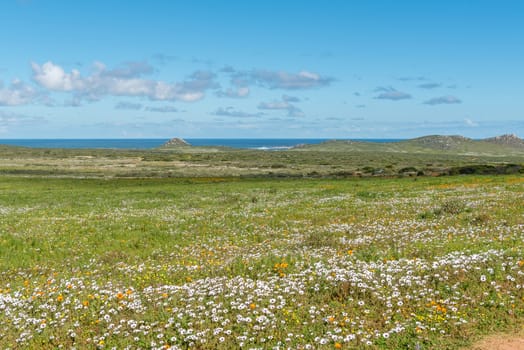 Wild flowers at Postberg near Langebaan in the Western Cape Province. The Atlantic Ocean is visible