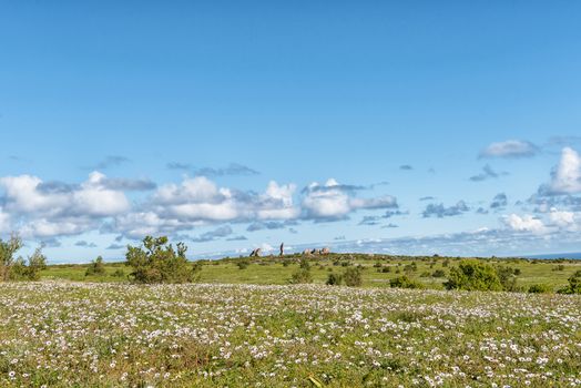 Wildflowers and a rock formation at Postberg near Langebaan on the Atlantic Ocean coast of the Western Cape Province
