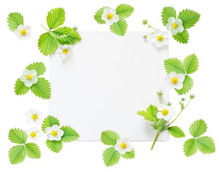 Wedding or family photo album, frame with fresh white flowers and green leaves of strawberry isolated on white background; top view, flat lay, overhead view, mocap
