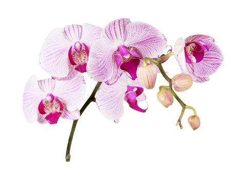 Striped white and pink orchid flowers varieties Bistro Leopard isolated on a white background