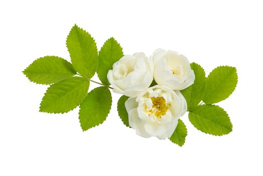 Beautiful small bouquet of white flowers and green leaves of a wild rose, isolated on a white background