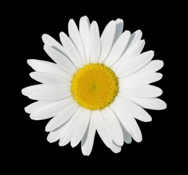 Chamomile flower close-up, isolated on a black background