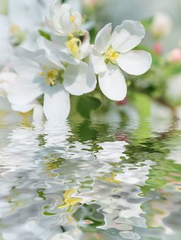 White flowers of apple tree reflected in a water surface  in a spring garden in the early morning 