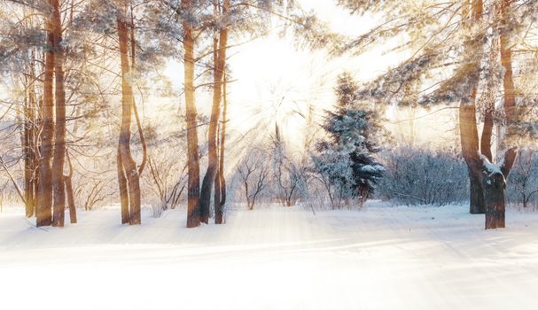 Winter park with snow-covered pine trees at clear frosty morning