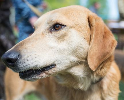 Portrait of a beige purebred hunting dog Russian Hound close-up