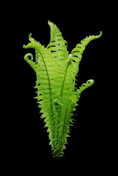 Beautiful green fern with pinnate leaves, isolated on a black background