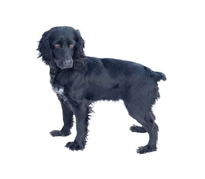 Hunting dog Black Cocker Spaniel isolated on white background standing and looking at the camera
